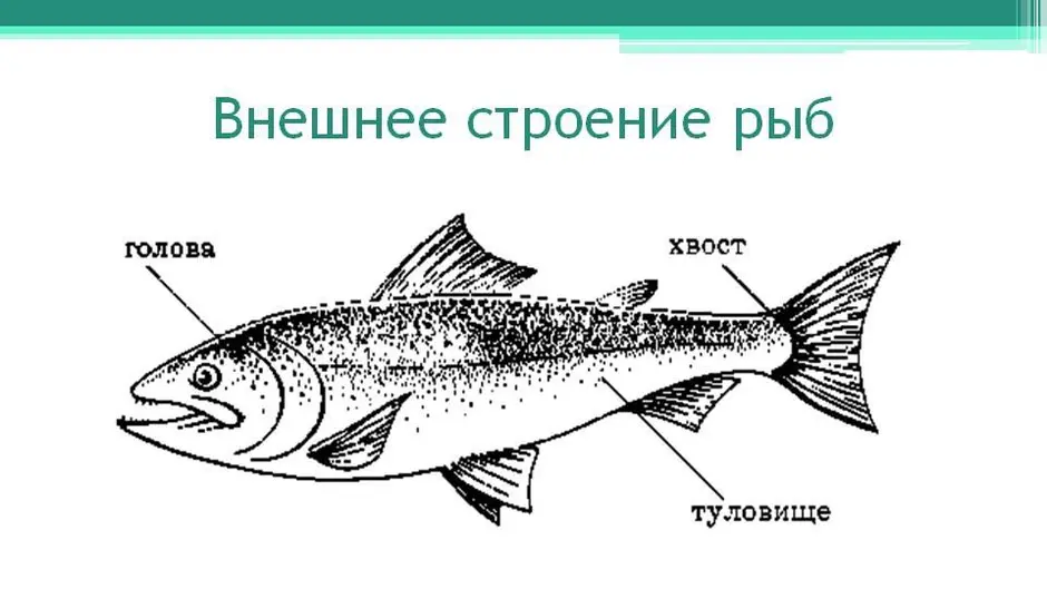 Что значит рисунок рыбы в психологии