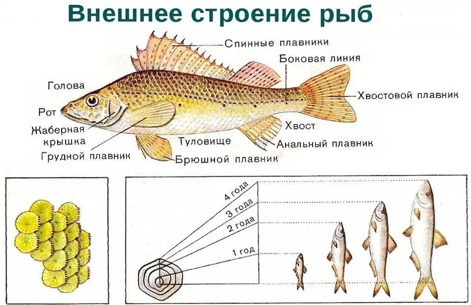 Органы боковой линии у каких рыб. Внешнее строение рыбы особенности строения. Наружное строение костной рыбы. Внешнее строение рыб плавники. Класс костные рыбы внешнее строение.