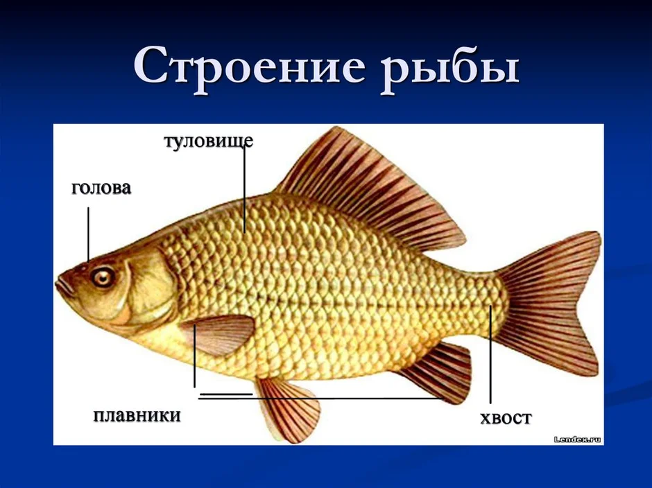 Внешнее строение рыбы рисунок с подписями