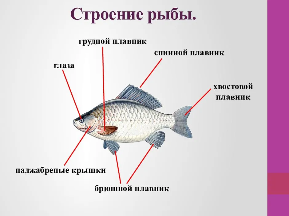 Картинка строение рыбы для дошкольников