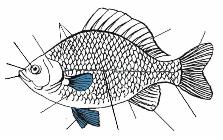 Тест рыбы 2 класс. Внешнее строение рыбы биология. Зарисовать внешнее строение рыбы. Зарисуйте внешнее строение рыбы. Внешнее строение рыбы 7 класс биология.
