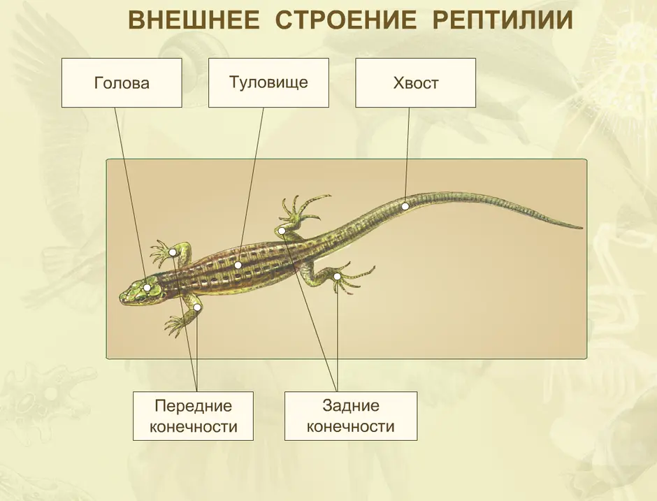 Строение ящерицы рисунок с подписями