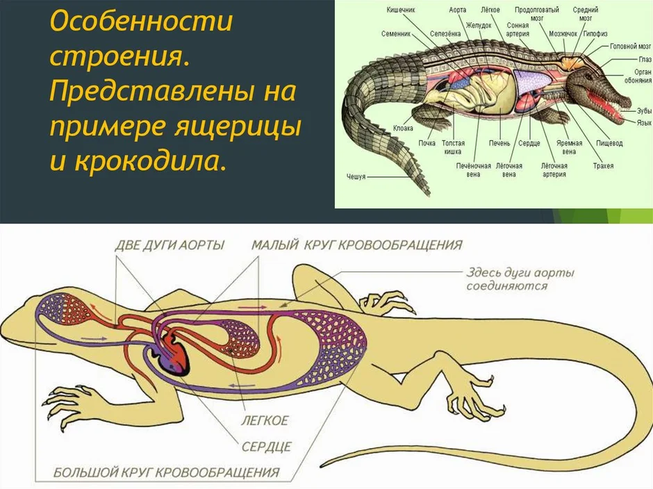 Внешнее строение крокодила картинки