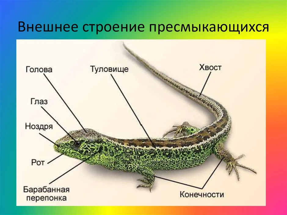 Рассмотрите рисунок напишите названия частей скелета ящерицы обозначенных цифрами