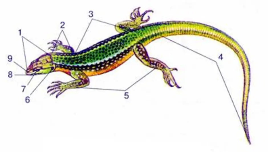 Строение ящерицы рисунок с подписями