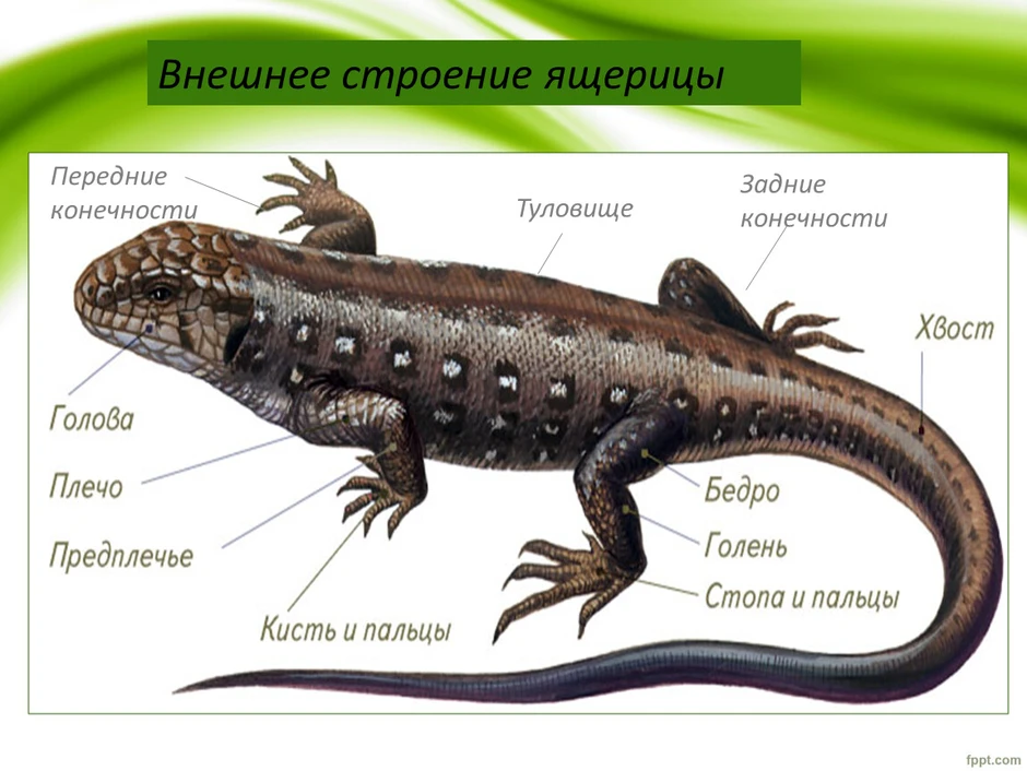 Внешнее строение пресмыкающихся рисунок