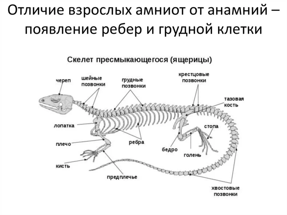 Схема строения ящерицы