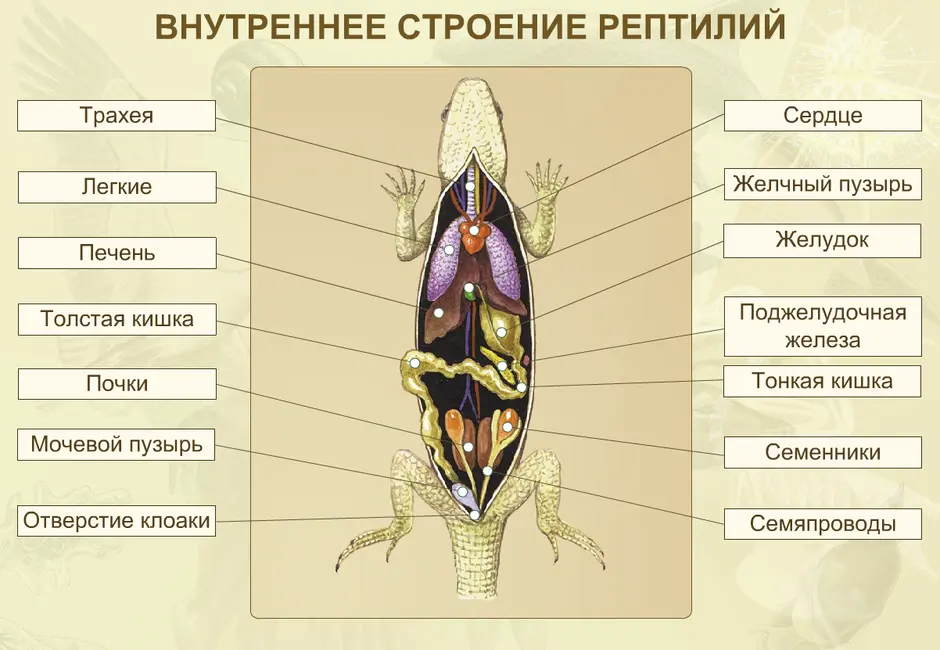 Рассмотри рисунок укажи названия органов указанных цифрами и отметь к какой системе они относятся