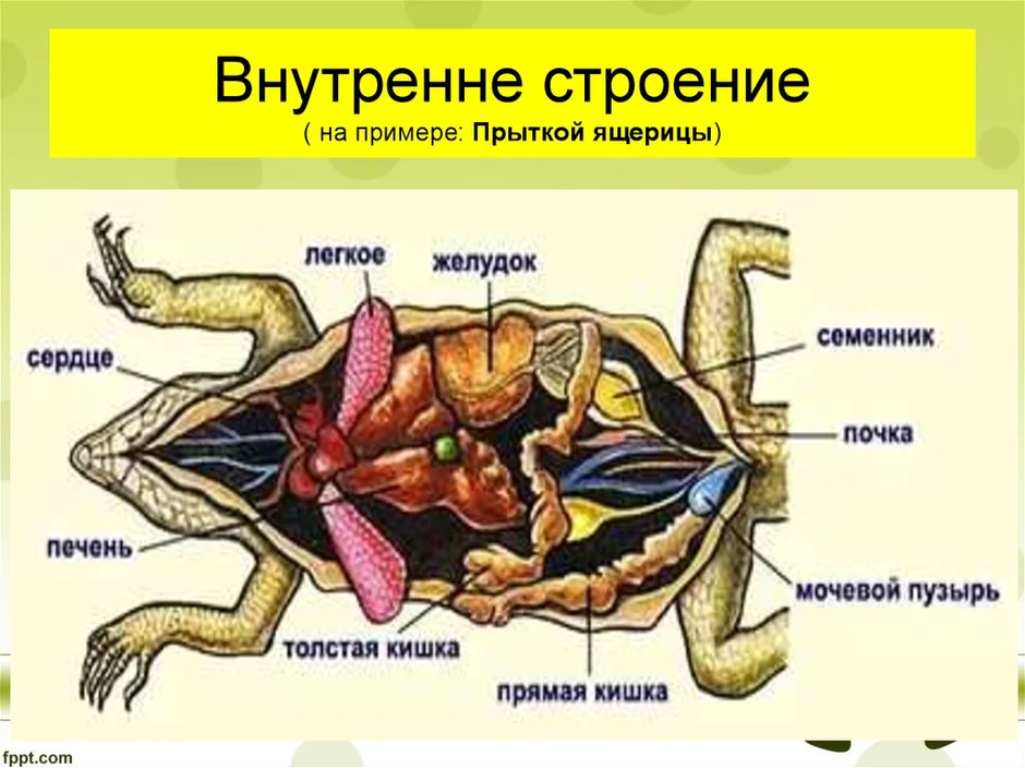 Схема строения ящерицы