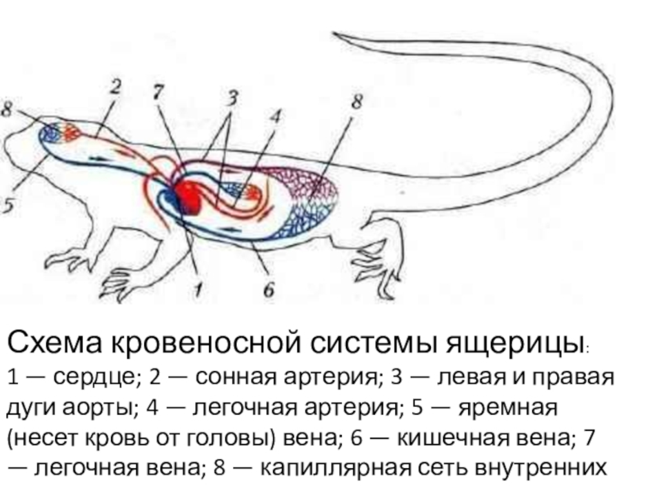 Строение ящерицы рисунок