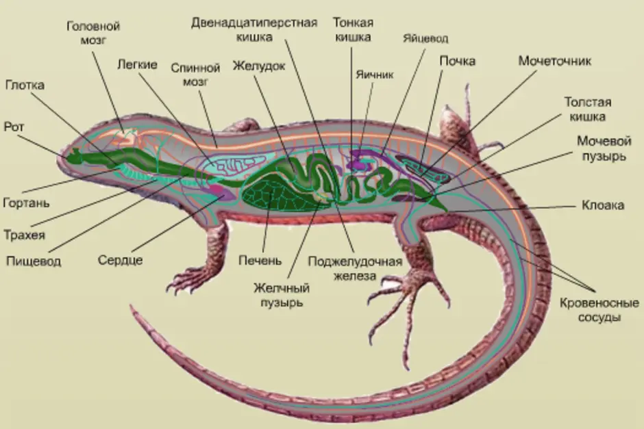 Ящерицы дышат легкими. Внутреннее строение Тритона обыкновенного. Строение тела прыткой ящерицы. Внутренне строение хвостатых земноводных. Анатомия эублефара внутреннее строение.