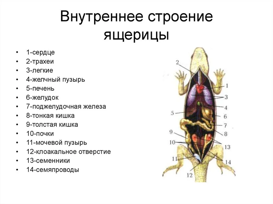 Строение ящерицы рисунок