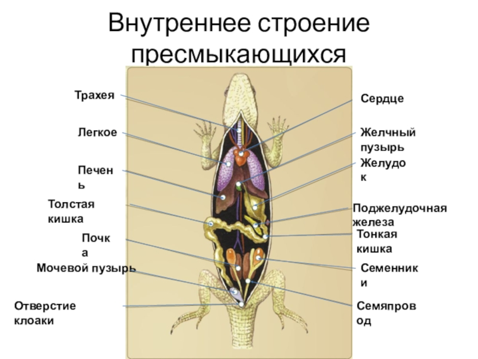 Внешнее строение ящерицы таблица