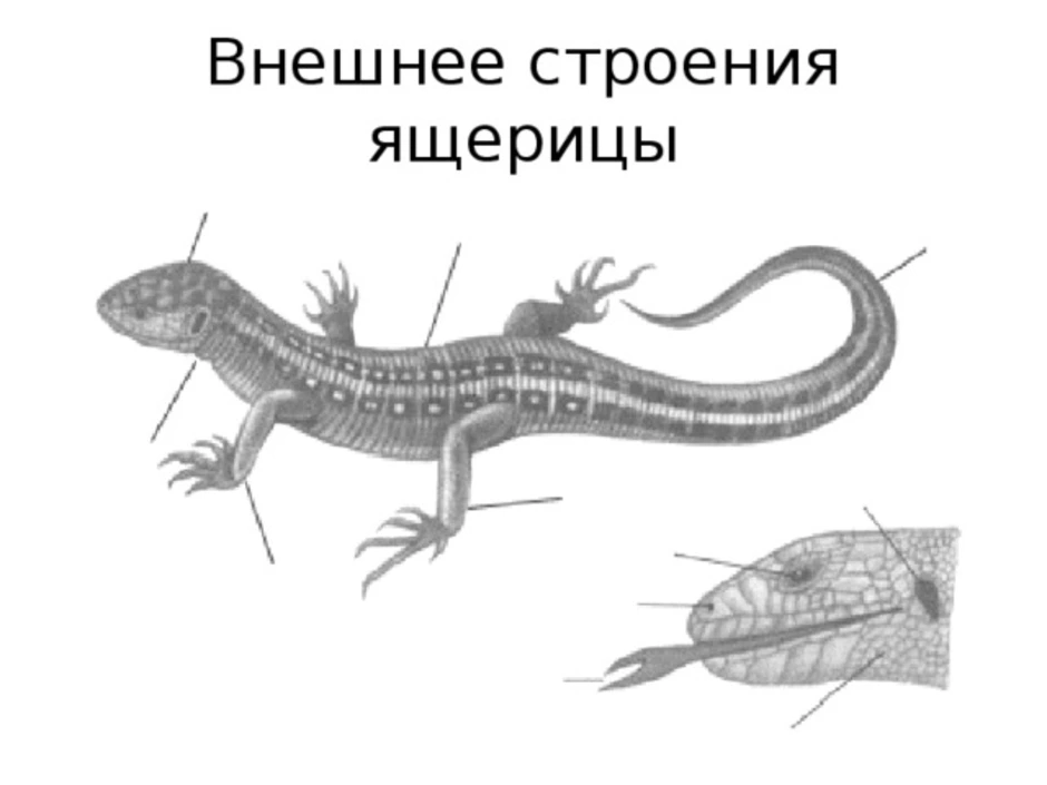 Внешнее строение пресмыкающихся рисунок