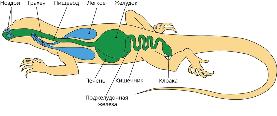 Строение ящерицы рисунок