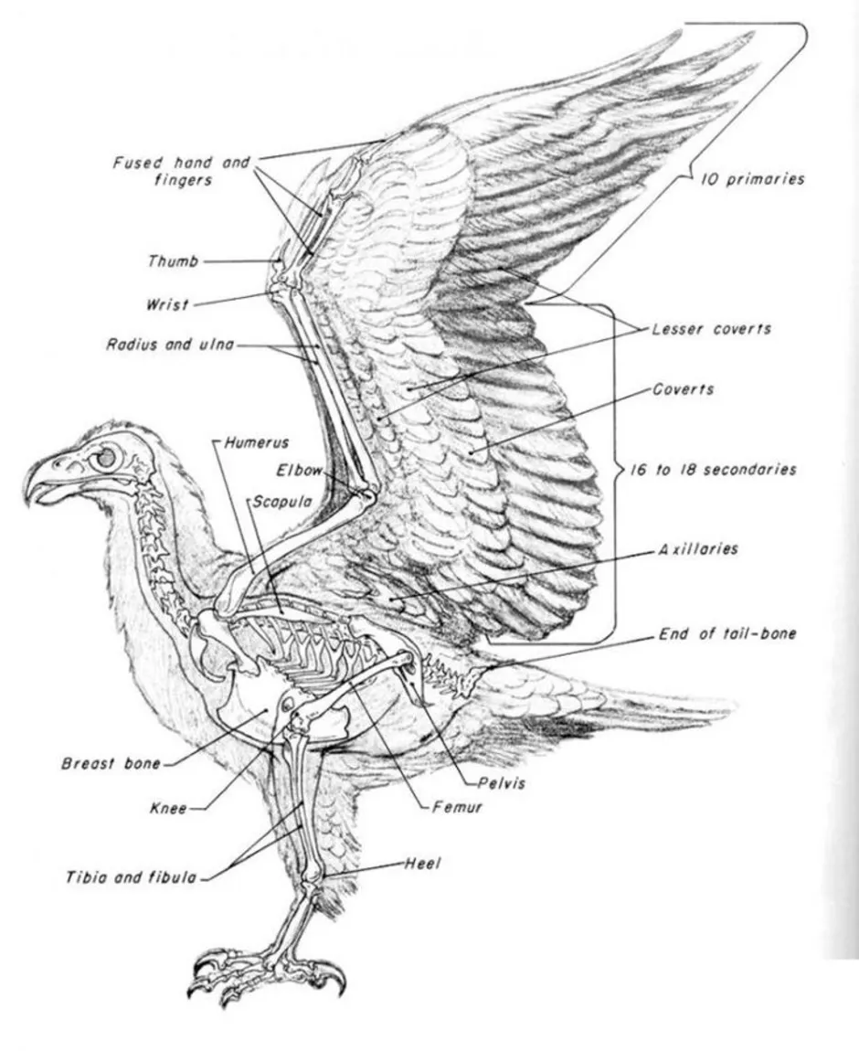 Внутреннее строение орла. Скелет орла анатомия. Строение крыла птицы скелет. Строение крыла птицы схема. Строение скелета туловища птицы.