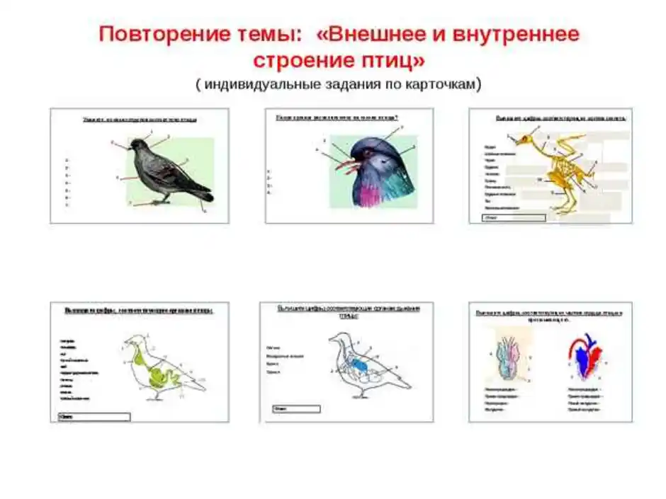 Контрольная по биологии 8 класс тема птицы