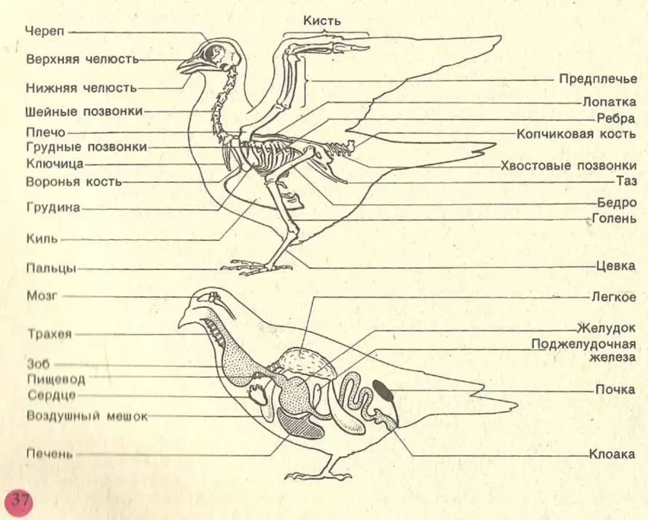 Внутреннее строение птиц таблица 8. Строение голубя анатомия. Класс птицы внутреннее строение голубя. Внутреннее строение голубя биология 7 класс. Внешнее и внутреннее строение птиц 7 класс.