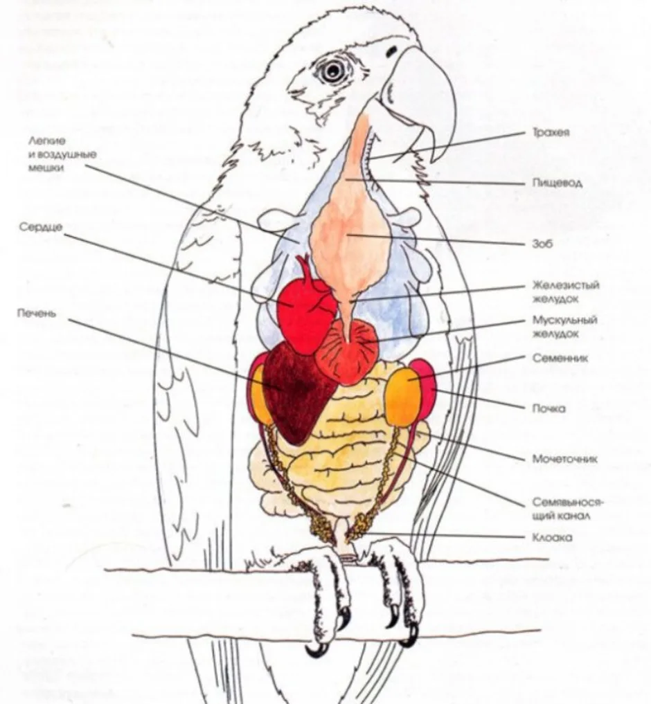 Гортань у птиц. Анатомическое строение волнистого попугая. Строение внутренних органов волнистого попугая. Строение тела волнистого попугая. Строение скелета волнистого попугая.