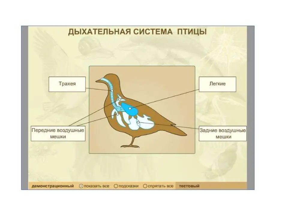Класс птицы картинка. Схема птицы 7 класс биология. Описание внутреннего строения птиц. Внутреннее строение птицы биология 7 класс. Внешнее и внутреннее строение птиц.