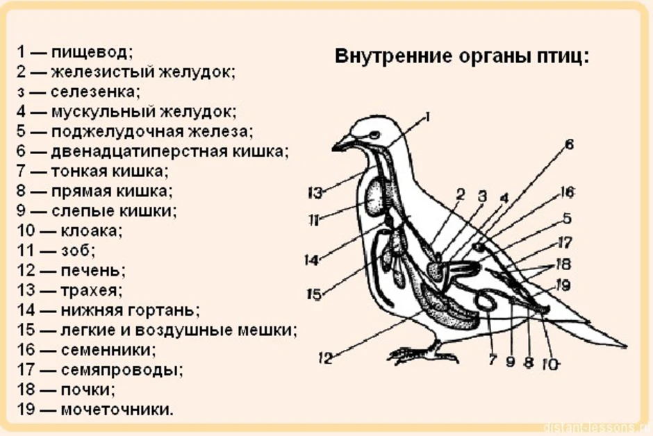 Особенности строения внутренних органов птиц. Анатомия голубя внешнее и внутреннее строение. Внутреннее строение птицы голубя. Класс птицы внутреннее строение голубя. Строение внутренних органов голубя.