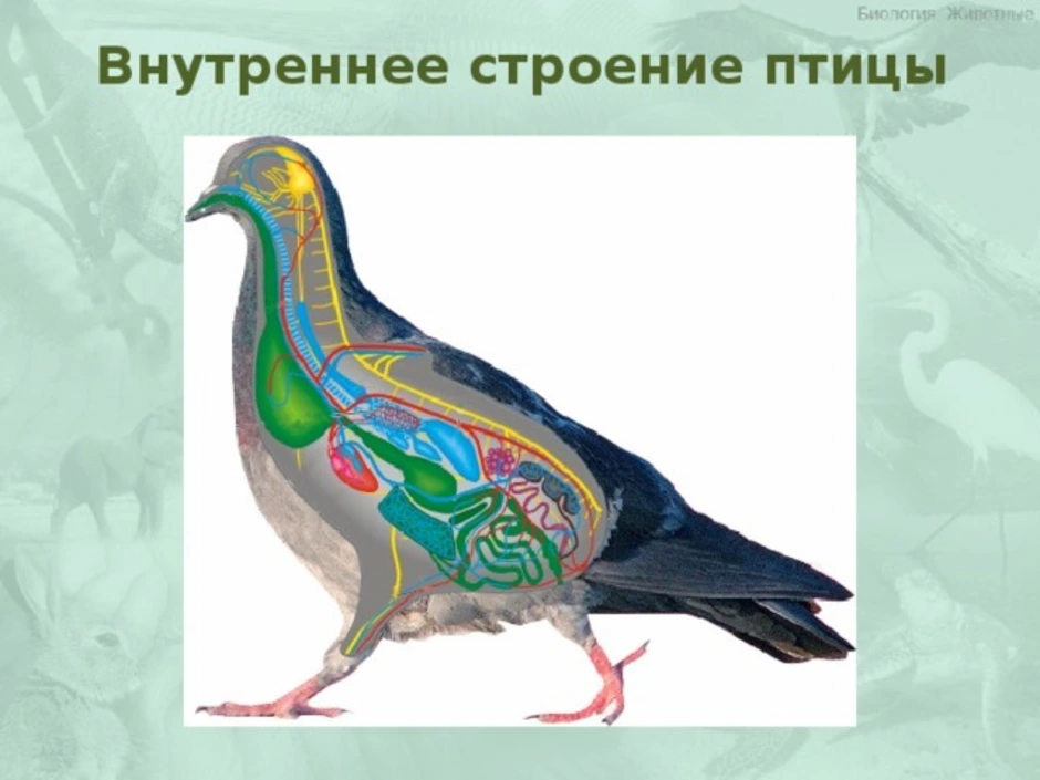 Класс птицы картинка. Внутреннес троение птиц. Внутреннее строение птиц. Внешнее и внутреннее строение птиц. Внешнее строение птиц.