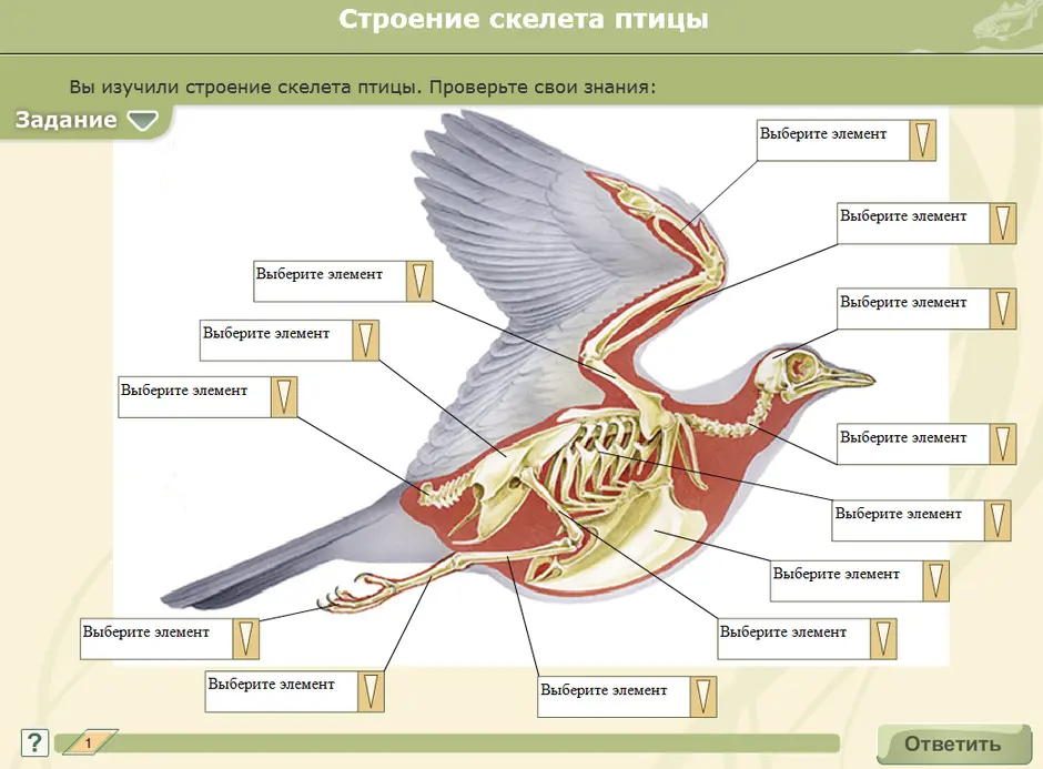 Внешнее строение птиц органы расположенные на голове