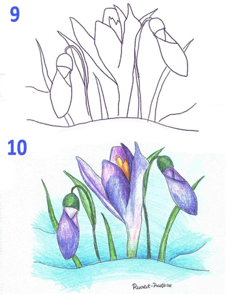 Как рисовать подснежник поэтапно