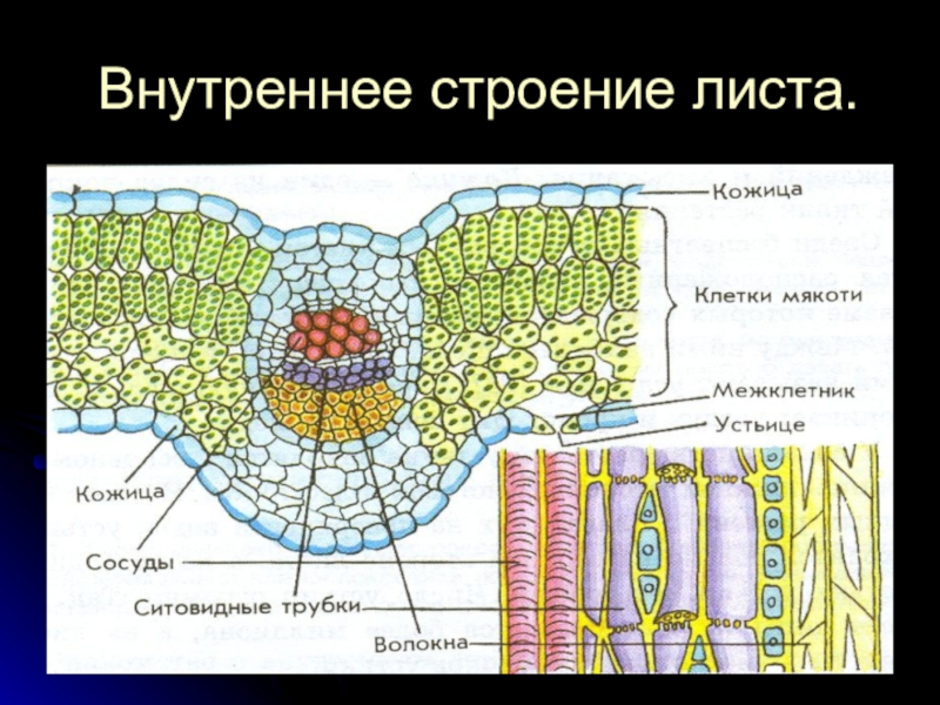 Внутреннее строение листовой пластинки