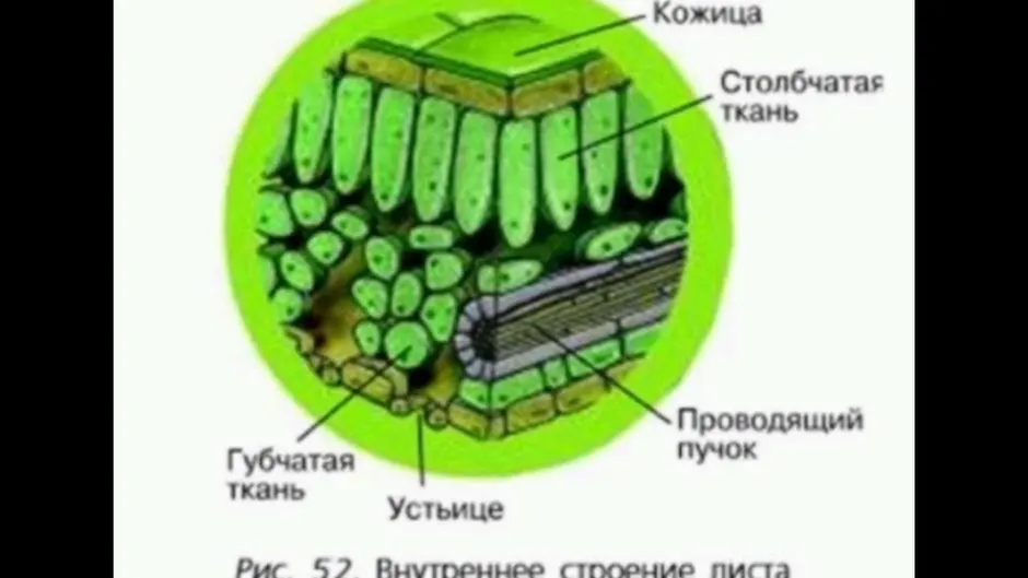 Клетки столбчатой ткани листа