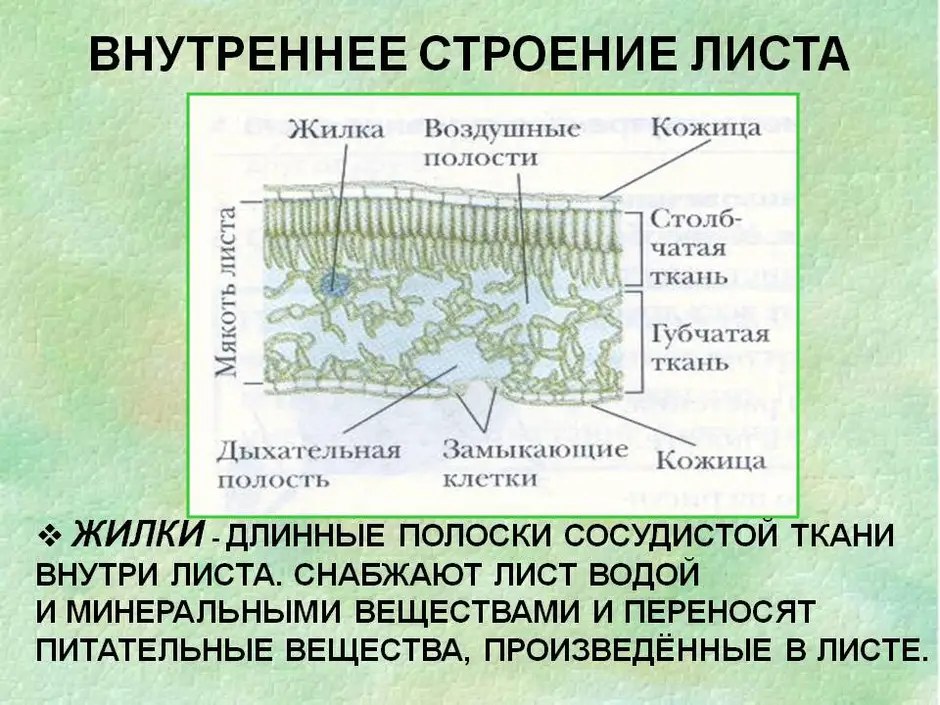 Строение листа