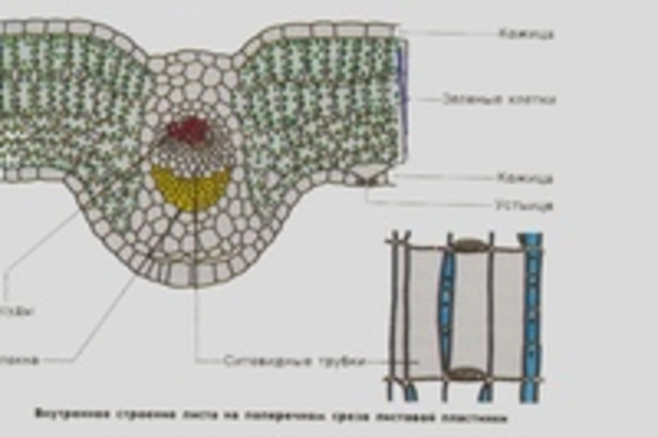 Внутреннее строение листа