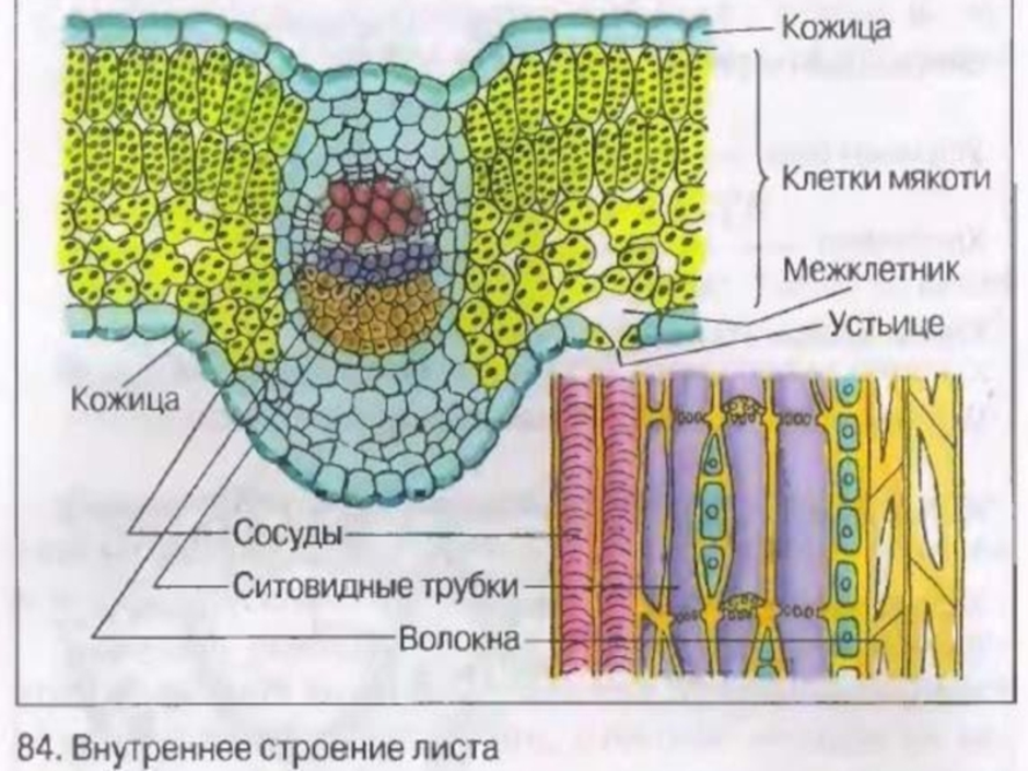 Строение клетки мякоти листа