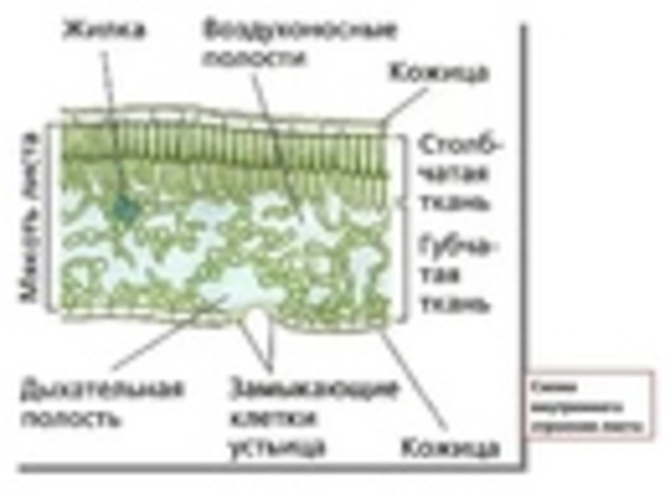 Строение жилки листа