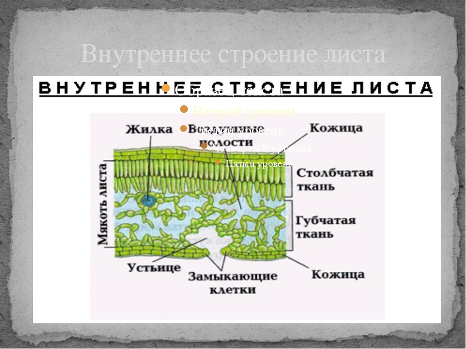 Строение жилки листа