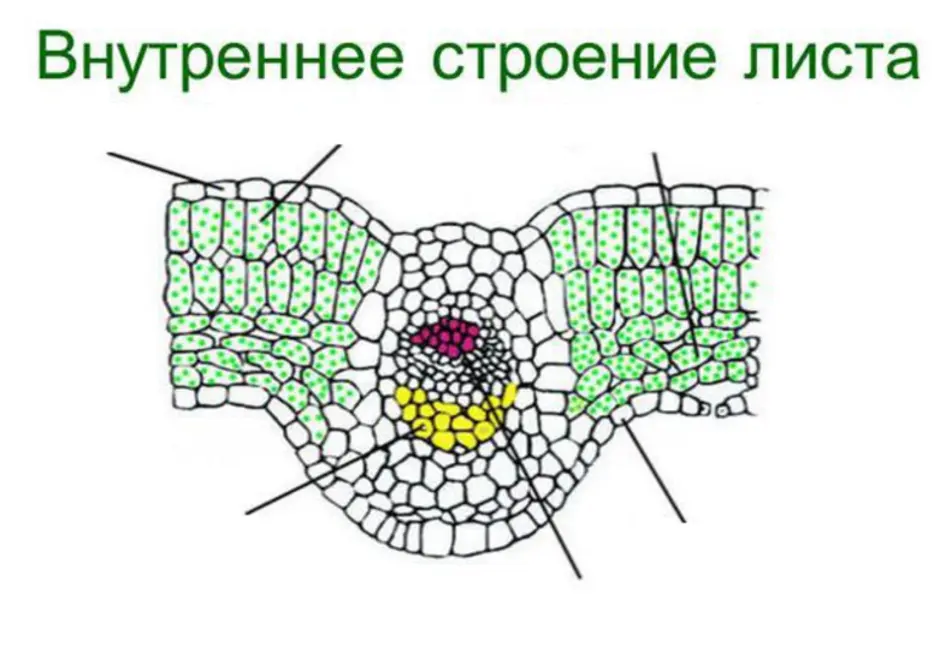 Внутреннее строение листа