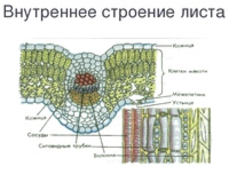 Строение жилки листа