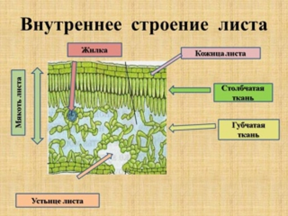 Внутреннее строение листа схема
