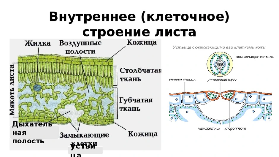 Внутреннее строение листа кожица
