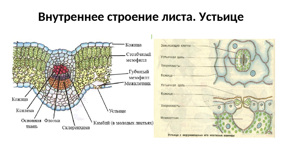 Внутреннее строение листа устьица