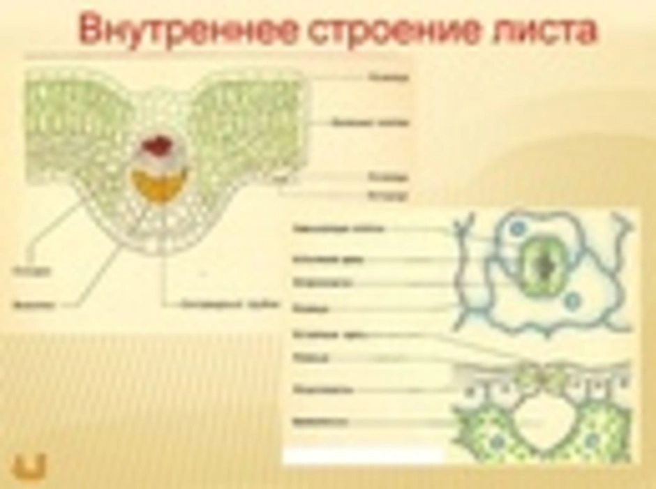 Схема поперечного среза листа