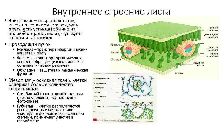 Внутреннее строение листа