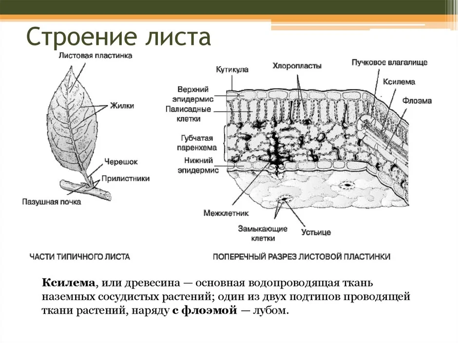 Строение листовой пластинки