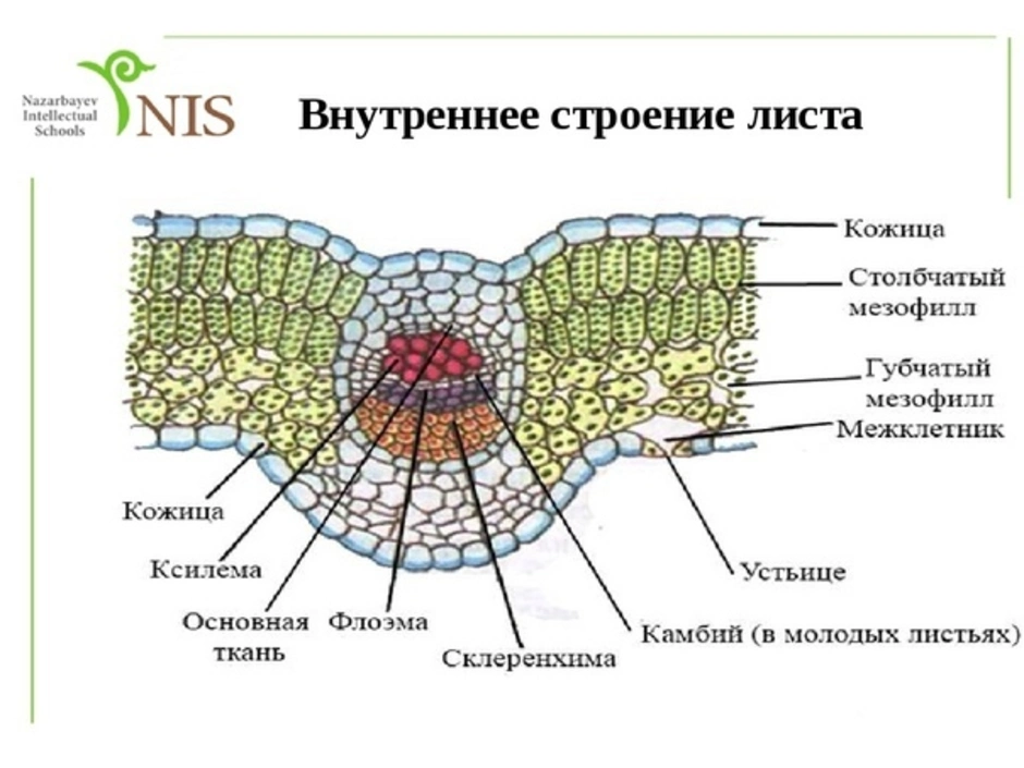 Строение листа