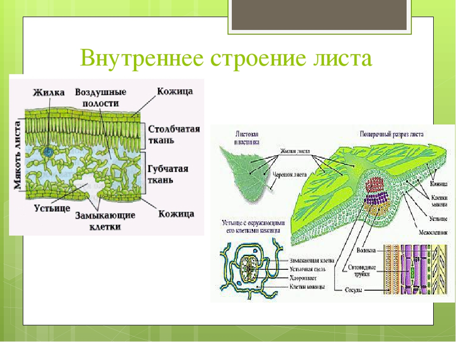 Задание строение листа