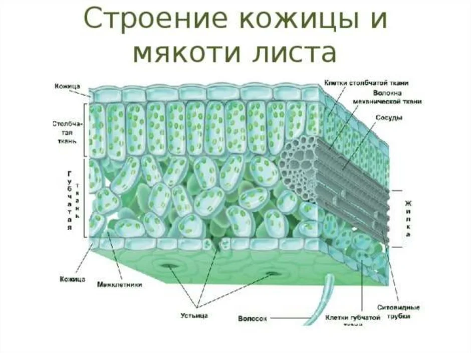 Внутреннее строение листа поперечный срез