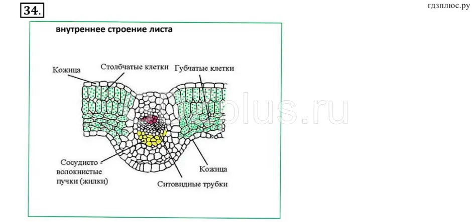 Поперечный срез листа строение