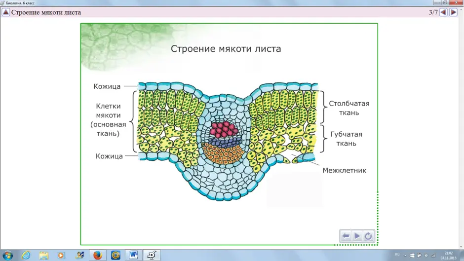 Клеточное строение листа