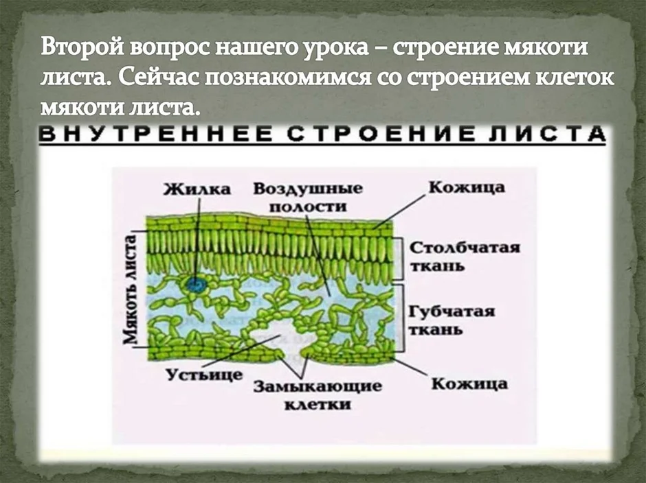 Строение мякоти листа