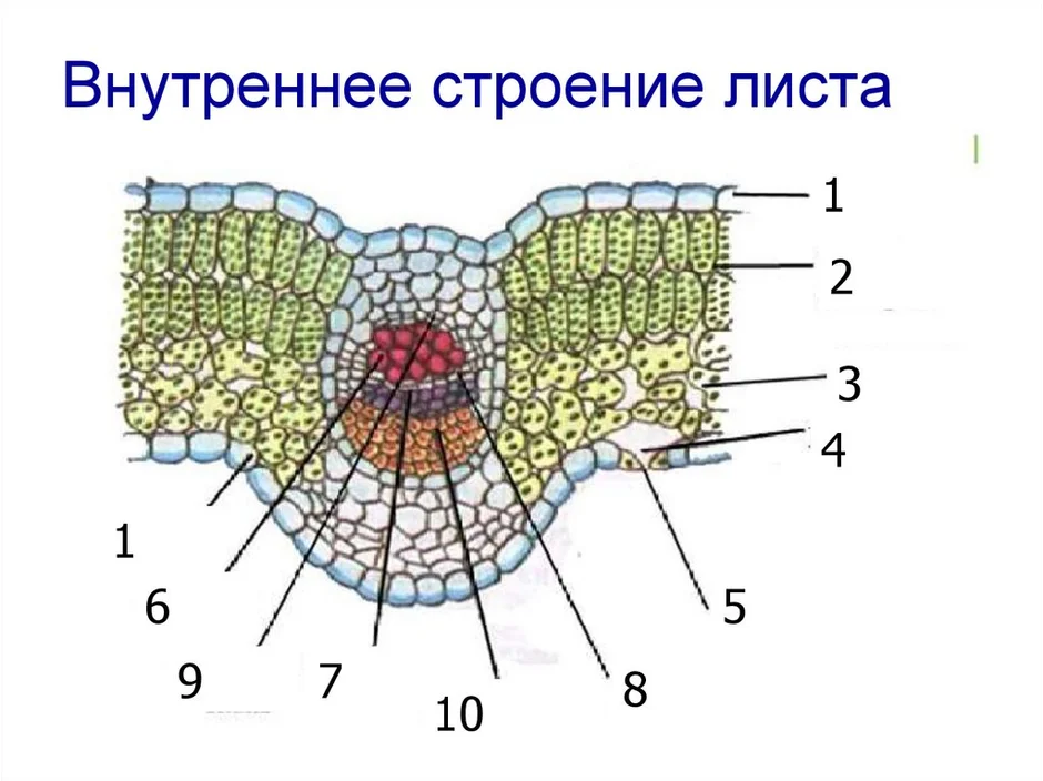 Поперечный срез листа строение
